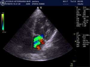 ecografía exóticos