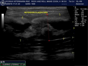 ecografía reproductiva