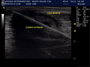 eco musculoesquelética